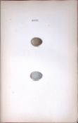 The Nightingale Hewitson Antique Nests & Eggs of British Birds Print-23