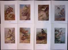 Job-Lot 12 Thorburn Bird Species Wrens, Finches, Redpoll Antique Prints-8.