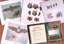 Job-Lot J.G. Millais Rare Limited-Edition The Bat Family Antique Prints-3