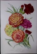 Selection of Carnations Antique Edwardian Robert Thompson Print-13