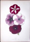 Purple Petunias Flower Antique Shirley Hibbard Greenhouse Coloured Print-9