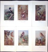 Job-Lot 11 Bird Species Thrush, Finch, Magpie, Titmouse Thorburn Prints-7.