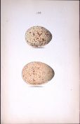 Black Grouse -William Hewitson Antique Nests & Eggs of British Birds Print-48