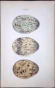 Iceland Gull-William Hewitson Antique Nests & Eggs of British Birds Print-101