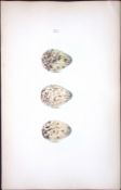 Wood Sandpiper -William Hewitson Antique Nests & Eggs of British Birds Print-83
