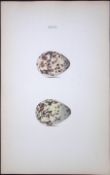 Great Snipe Species -William Hewitson Antique Nests & Eggs of British Birds Print-90