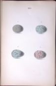 Blackbird Species -Hewitson Antique Nests & Eggs of British Birds Print-30