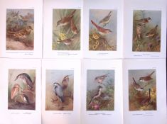 Job-Lot 12 Thorburn Bird Species Shrike, Herons, Warblers, Antique Prints 11.