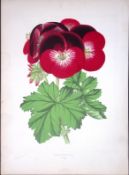 Pelargonium Flower Antique Shirley Hibbard Greenhouse Coloured Print-17