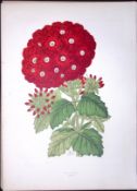 Verbena Flower Antique Shirley Hibbard Greenhouse Coloured Print-8