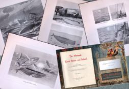 Job-Lot J.G. Millais Rare Limited-Edition Whales Family Species Antique Prints-8