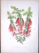 Epacris Miniata Flower Antique Shirley Hibbard Greenhouse Coloured Print-27