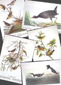 Job-Lot John James Audubon Birds of America 72-Year-Old Coloured Book Plates-12