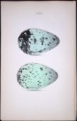 Brunnich’s Guillemot Hewitson Antique Nests & Eggs of British Birds Print-115