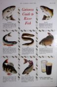 Guinness Guide To River Fish 1960 Original 66 Years-Old Print -GE 2055.