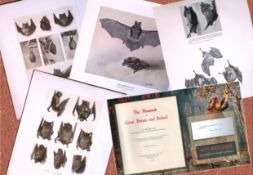 Job-Lot J.G. Millais Rare Limited-Edition The Bat Family Antique Prints-2