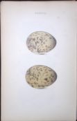 Common Gull-William Hewitson Antique Nests & Eggs of British Birds Print-102