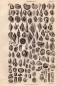 Conchology Study of Seashells 110 Illustrations Antique 154 Yrs-Old Steel Engraving -17.
