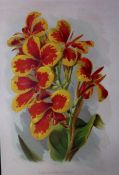 Canna Charlotte Flower Antique Edwardian Robert Thompson Print-16