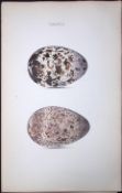 The Razor Bill - William Hewitson Antique Nests & Eggs of British Birds Print-112