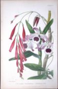 Orchids - Dendrobium Antique Robert Thompson Hand Coloured Print-6