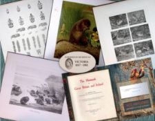 Job-Lot J.G. Millais Rare Limited-Edition The Vole Family Antique Prints-24