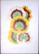 Tricolour Leaved Pelargoniums Antique Shirley Hibbard Greenhouse Coloured Print-18