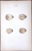 Ringed Plover -William Hewitson Antique Nests & Eggs of British Birds Print-77