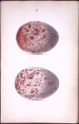 Golden Eagle Hewitson Antique Nests & Eggs of British Birds Print-4