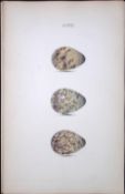 Common Snipe Species -William Hewitson Antique Nests & Eggs of British Birds Print-89