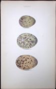 Kittiwake-William Hewitson Antique Nests & Eggs of British Birds Print-104
