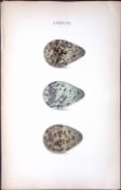 Spotted Redshank -William Hewitson Antique Nests & Eggs of British Birds Print-82
