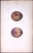 Rough Buzzard -William Hewitson Antique Nests & Eggs of British Birds Print-15