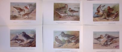 Job-Lot 12 Thorburn Bird Sandpipers, Shanks, Stint, Knot, Antique Prints 14.