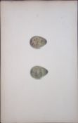 Broad Billed Sandpiper -William Hewitson Antique Nests & Eggs of British Birds Print-91