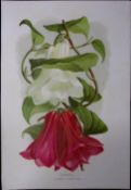 Lapageria or Chilean Bellflower Antique Edwardian Robert Thompson Print-12
