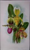 Cypripediums Orchids Antique Edwardian Robert Thompson Print-18
