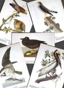 Job-Lot John James Audubon Birds of America 72-Year-Old Coloured Book Plates-21