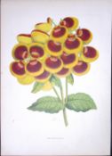 Calceolaria Slipper Flower Antique Shirley Hibbard Greenhouse Print-13a