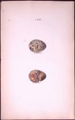 Quail Eggs-William Hewitson Antique Nests & Eggs of British Birds Print-45