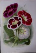 Gloxinias Flowers Antique Edwardian Robert Thompson Print-14