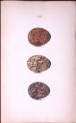 Red Grouse -William Hewitson Antique Nests & Eggs of British Birds Print-47