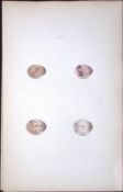Lapland Bunting William Hewitson Antique Nests & Eggs of British Birds Print-68