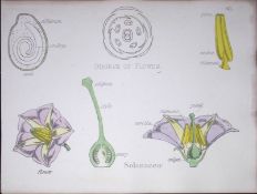 Nightshade Botanical Flower Diagram Rare Antique First Edition Illustration-61