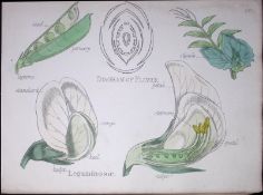 Legumes Botanical Flower Diagram Rare Antique First Edition Illustration-26
