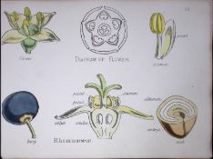 Buckthorns Botanical Flower Diagram Rare Antique First Edition Illustration-22