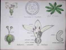 Rubiaceous Botanical Flower Diagram Rare Antique First Edition Illustration-46