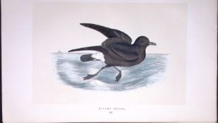 Stormy Petrel Bird- Rev Morris First Edition Antique Woodblock Engraving-225