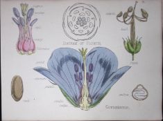 Geranium Botanical Flower Diagram Rare Antique First Edition Illustration-18