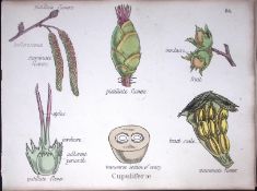 Cupuliferae Botanical Flower Diagram Rare Antique First Edition Illustration-84